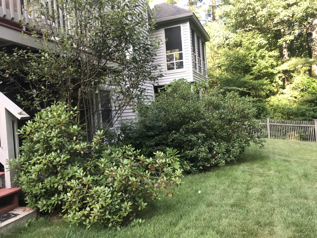 20190513 pruning before